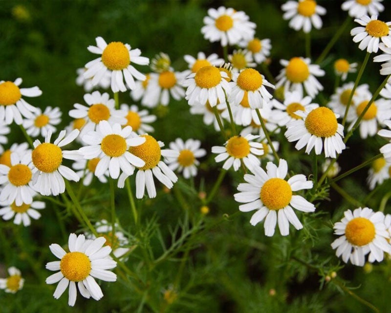 BelleDente revitalizes gums and whitens teeth within the first week