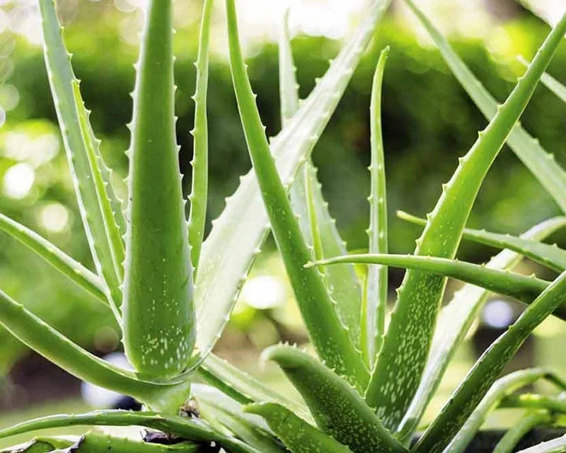 BelleDente revitalizes gums and whitens teeth within the first week