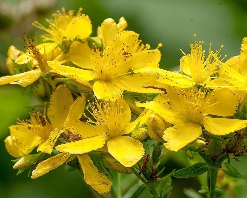 BelleDente revitalizes gums and whitens teeth within the first week