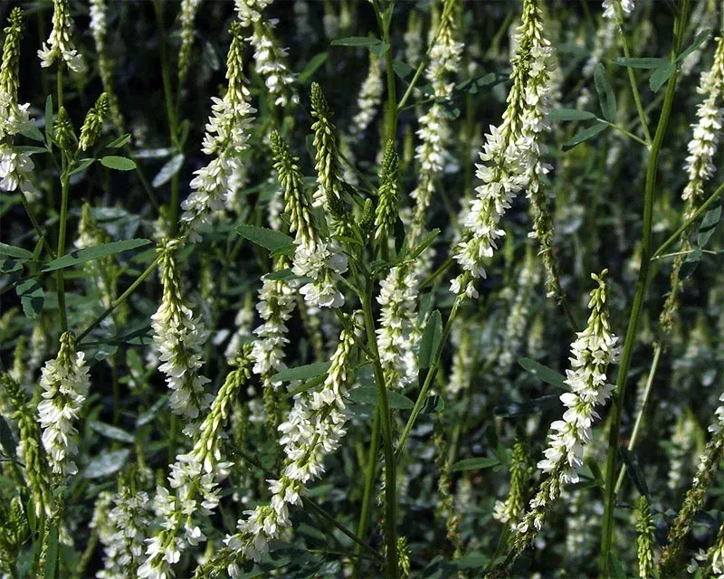 BalanceVie Quit Smoking Inhaler