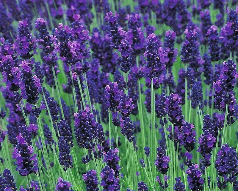 BalanceVie Quit Smoking Inhaler