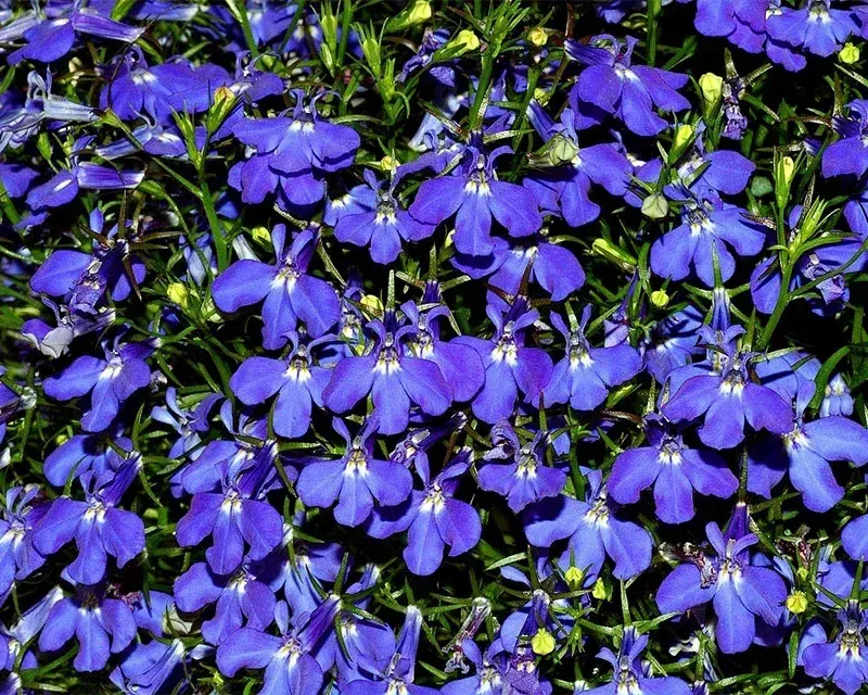 BalanceVie Quit Smoking Inhaler