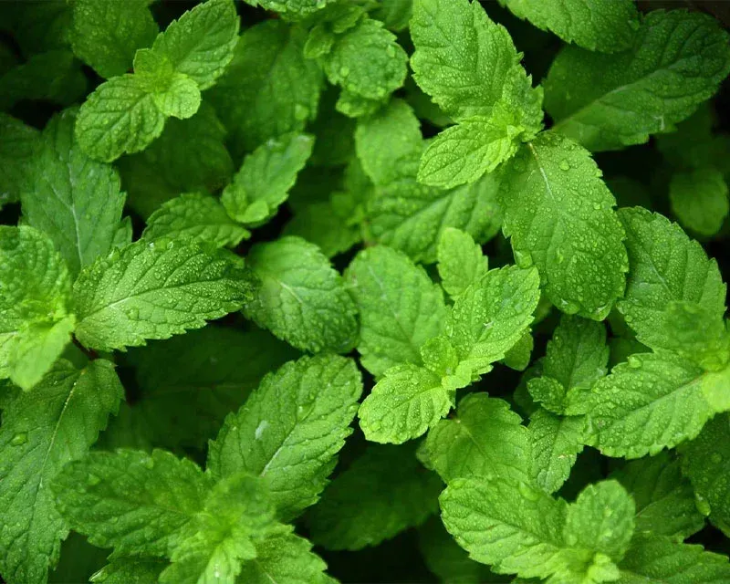 BalanceVie Quit Smoking Inhaler