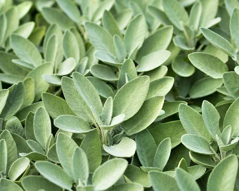 BalanceVie Quit Smoking Inhaler